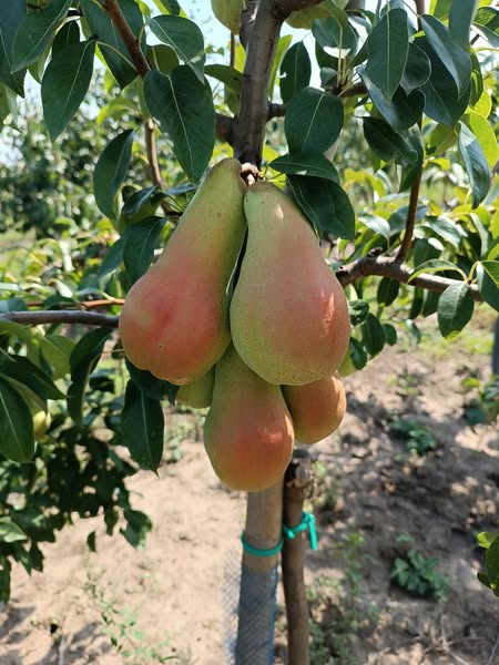 круша сорт Абат Фетел