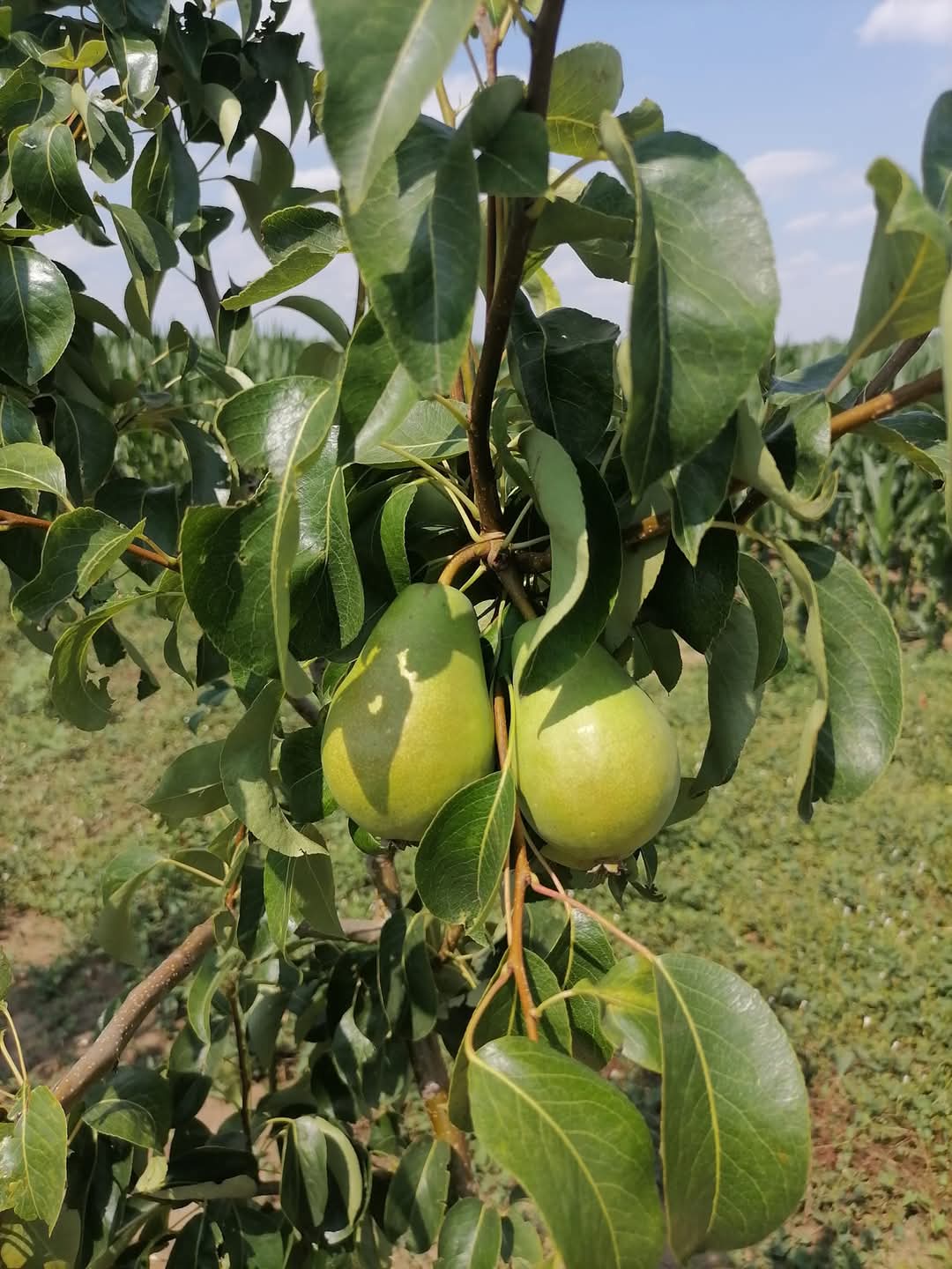 круша сорт Ранна на Моретини