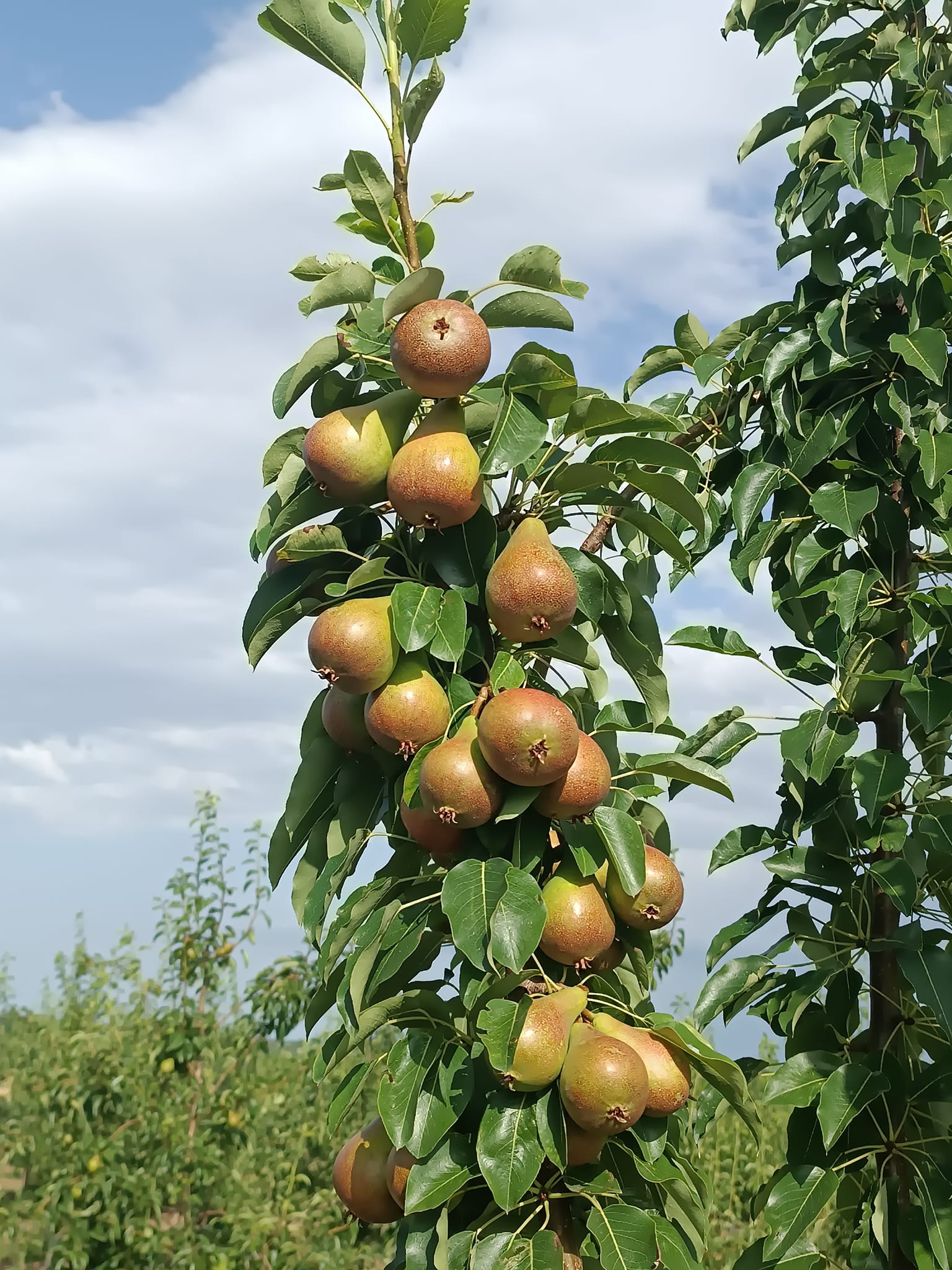 круша сорт Хубава юнска