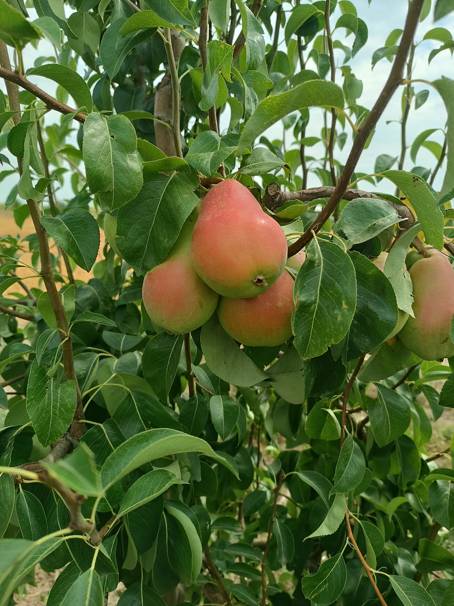 круша сорт Санта Мария
