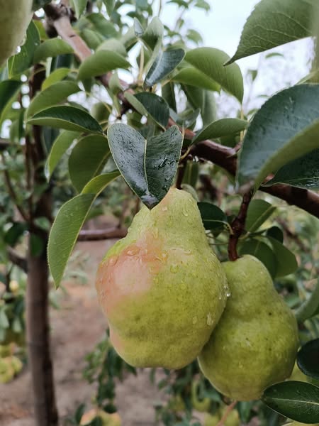 круша сорт Вилямова масловка