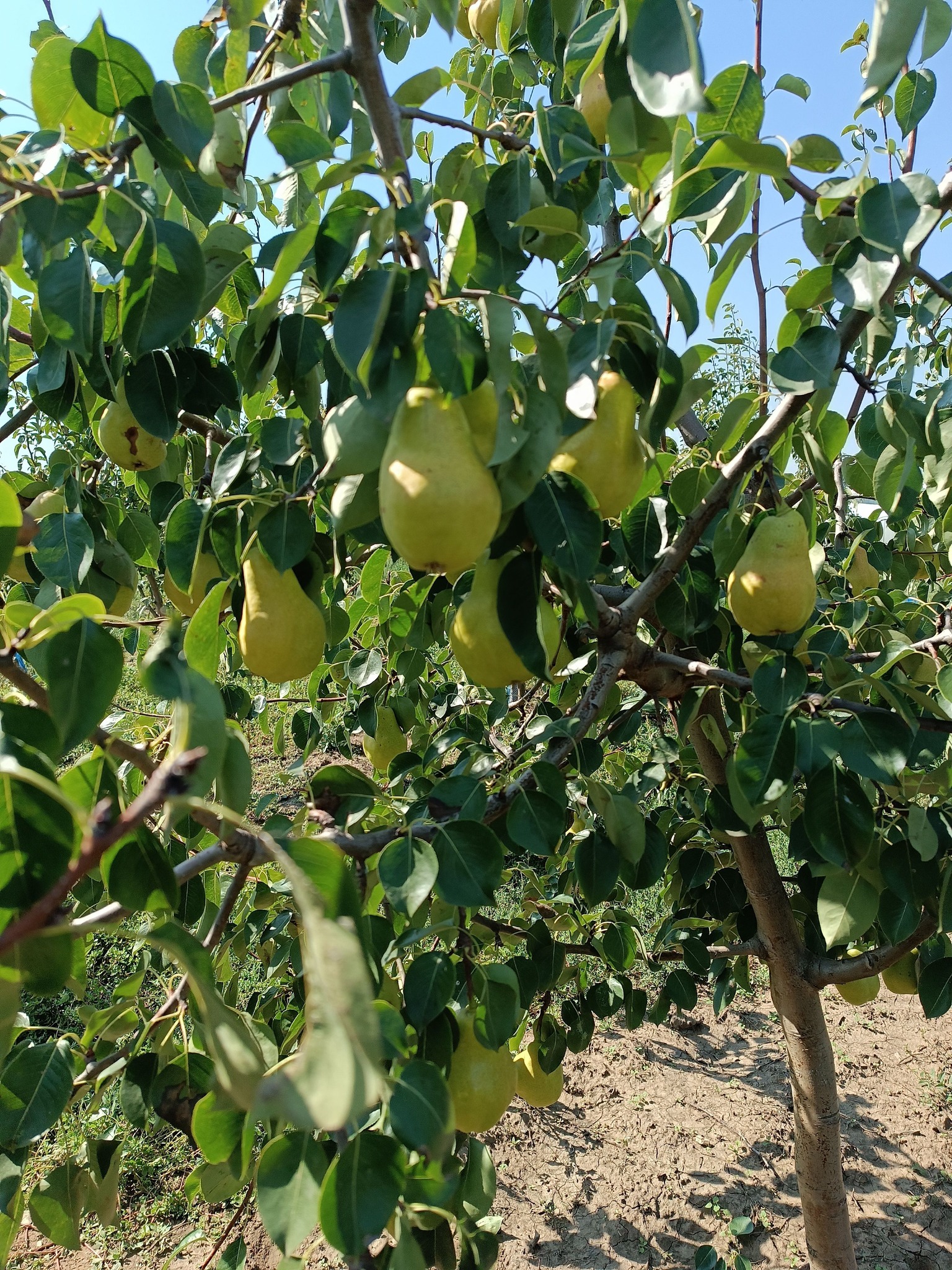 круша сорт Лятифа