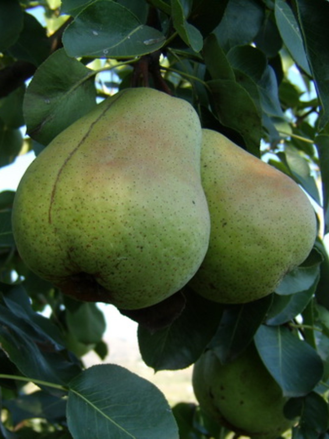 круша сорт Попска